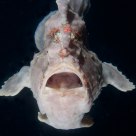 Giant Blue Frog fish - Antennarius commersoni